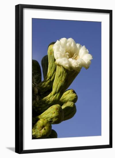 Giant Saguaro Buds and Flower-null-Framed Photographic Print