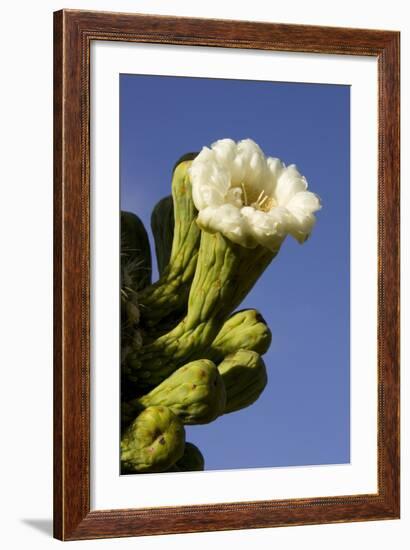 Giant Saguaro Buds and Flower-null-Framed Photographic Print