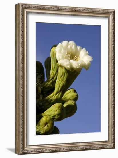 Giant Saguaro Buds and Flower-null-Framed Photographic Print