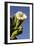 Giant Saguaro Buds and Flower-null-Framed Photographic Print