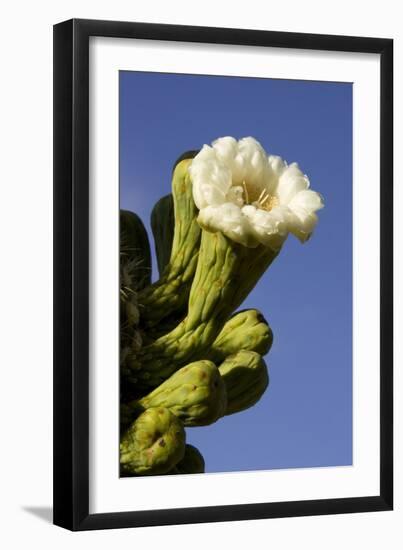 Giant Saguaro Buds and Flower-null-Framed Photographic Print