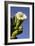 Giant Saguaro Buds and Flower-null-Framed Photographic Print