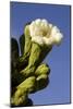 Giant Saguaro Buds and Flower-null-Mounted Photographic Print