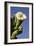 Giant Saguaro Buds and Flower-null-Framed Photographic Print