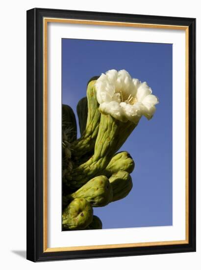 Giant Saguaro Buds and Flower-null-Framed Photographic Print