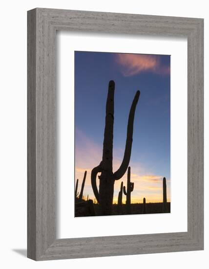 Giant saguaro cactus (Carnegiea gigantea), at dawn in the Sweetwater Preserve, Tucson, Arizona, Uni-Michael Nolan-Framed Photographic Print