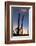 Giant saguaro cactus (Carnegiea gigantea), at dawn in the Sweetwater Preserve, Tucson, Arizona, Uni-Michael Nolan-Framed Photographic Print