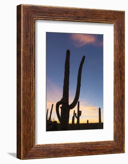 Giant saguaro cactus (Carnegiea gigantea), at dawn in the Sweetwater Preserve, Tucson, Arizona, Uni-Michael Nolan-Framed Photographic Print