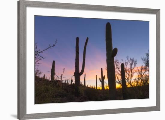 Giant saguaro cactus (Carnegiea gigantea) at dawn in the Sweetwater Preserve, Tucson, Arizona, Unit-Michael Nolan-Framed Photographic Print