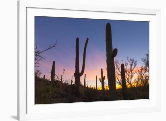 Giant saguaro cactus (Carnegiea gigantea) at dawn in the Sweetwater Preserve, Tucson, Arizona, Unit-Michael Nolan-Framed Photographic Print