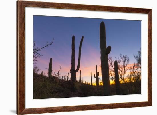 Giant saguaro cactus (Carnegiea gigantea) at dawn in the Sweetwater Preserve, Tucson, Arizona, Unit-Michael Nolan-Framed Photographic Print