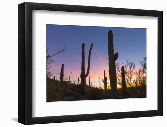 Giant saguaro cactus (Carnegiea gigantea) at dawn in the Sweetwater Preserve, Tucson, Arizona, Unit-Michael Nolan-Framed Photographic Print