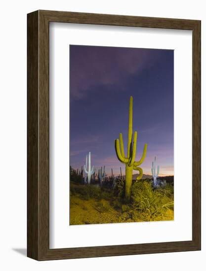 Giant saguaro cactus (Carnegiea gigantea) at night in the Sweetwater Preserve, Tucson, Arizona, Uni-Michael Nolan-Framed Photographic Print