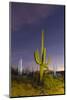 Giant saguaro cactus (Carnegiea gigantea) at night in the Sweetwater Preserve, Tucson, Arizona, Uni-Michael Nolan-Mounted Photographic Print