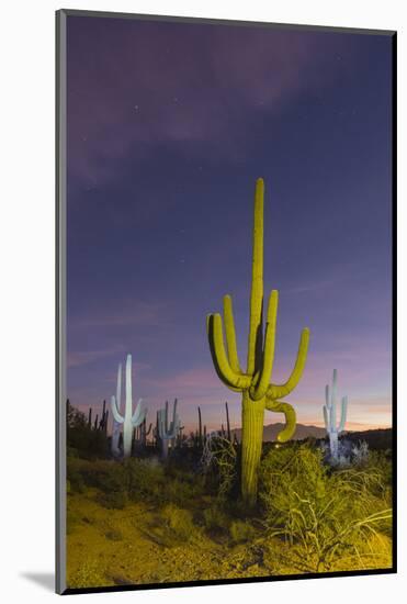 Giant saguaro cactus (Carnegiea gigantea) at night in the Sweetwater Preserve, Tucson, Arizona, Uni-Michael Nolan-Mounted Photographic Print