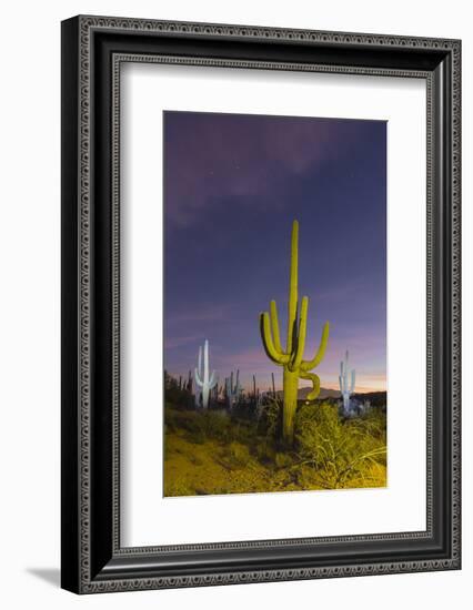 Giant saguaro cactus (Carnegiea gigantea) at night in the Sweetwater Preserve, Tucson, Arizona, Uni-Michael Nolan-Framed Photographic Print