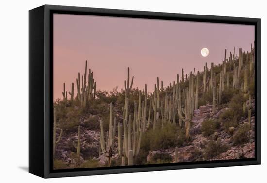 Giant Saguaro Cactus (Carnegiea Gigantea), Tucson, Arizona-Michael Nolan-Framed Premier Image Canvas