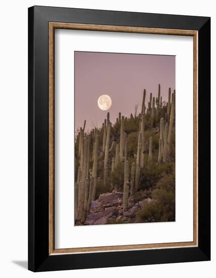 Giant Saguaro Cactus (Carnegiea Gigantea), Tucson, Arizona-Michael Nolan-Framed Premium Photographic Print