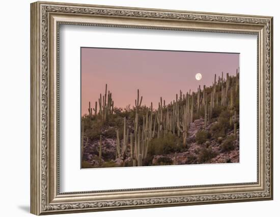 Giant Saguaro Cactus (Carnegiea Gigantea), Tucson, Arizona-Michael Nolan-Framed Photographic Print