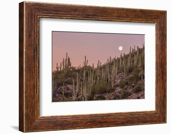 Giant Saguaro Cactus (Carnegiea Gigantea), Tucson, Arizona-Michael Nolan-Framed Photographic Print