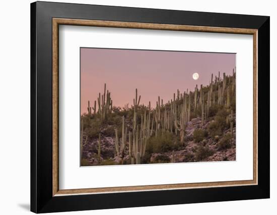 Giant Saguaro Cactus (Carnegiea Gigantea), Tucson, Arizona-Michael Nolan-Framed Photographic Print