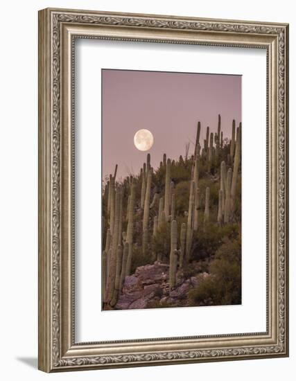 Giant Saguaro Cactus (Carnegiea Gigantea), Tucson, Arizona-Michael Nolan-Framed Photographic Print