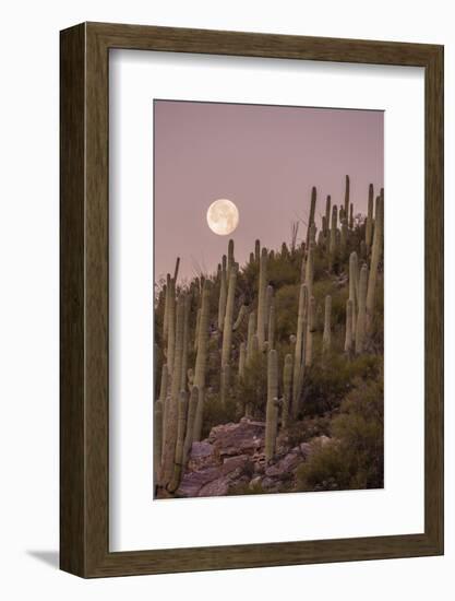 Giant Saguaro Cactus (Carnegiea Gigantea), Tucson, Arizona-Michael Nolan-Framed Photographic Print