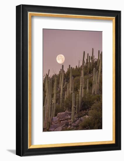 Giant Saguaro Cactus (Carnegiea Gigantea), Tucson, Arizona-Michael Nolan-Framed Photographic Print