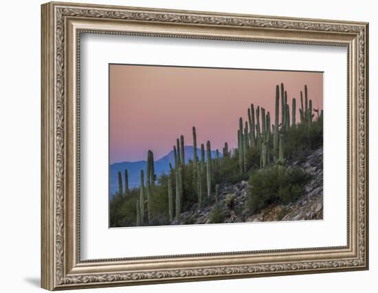 Giant Saguaro Cactus (Carnegiea Gigantea), Tucson, Arizona-Michael Nolan-Framed Photographic Print