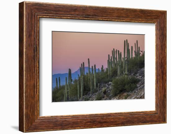Giant Saguaro Cactus (Carnegiea Gigantea), Tucson, Arizona-Michael Nolan-Framed Photographic Print