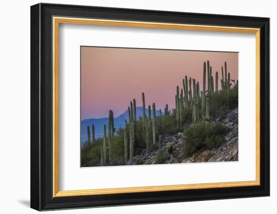 Giant Saguaro Cactus (Carnegiea Gigantea), Tucson, Arizona-Michael Nolan-Framed Photographic Print