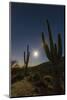 Giant Saguaro Cactus (Carnegiea Gigantea), Tucson, Arizona-Michael Nolan-Mounted Photographic Print