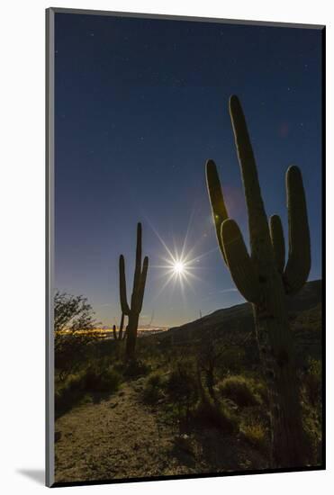 Giant Saguaro Cactus (Carnegiea Gigantea), Tucson, Arizona-Michael Nolan-Mounted Photographic Print