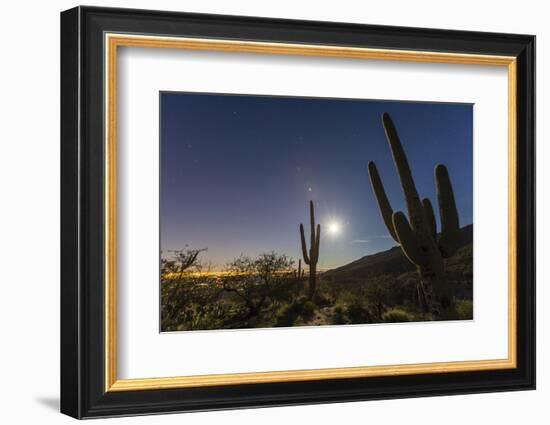 Giant Saguaro Cactus (Carnegiea Gigantea), Tucson, Arizona-Michael Nolan-Framed Photographic Print