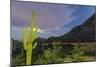 Giant saguaro cactus under full moon at Gates Pass in the Tucson Mountains, Tucson, Arizona, USA-Michael Nolan-Mounted Photographic Print