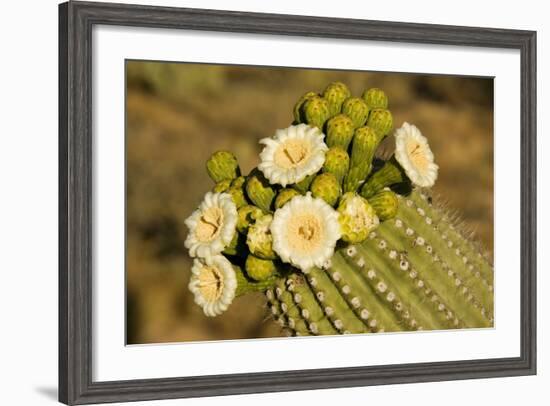 Giant Saguaro with Buds and Flowers-null-Framed Photographic Print