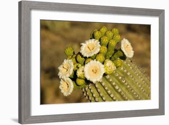 Giant Saguaro with Buds and Flowers-null-Framed Photographic Print