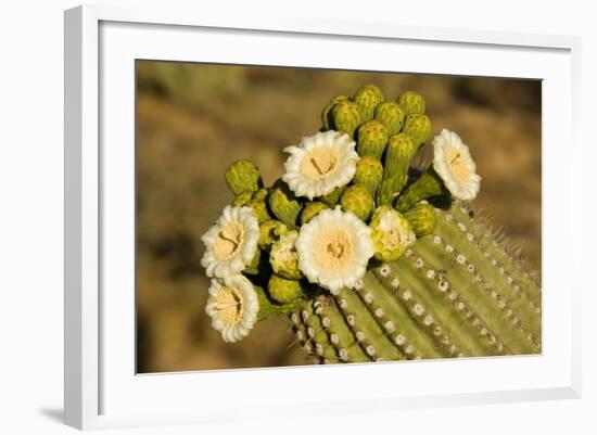 Giant Saguaro with Buds and Flowers-null-Framed Photographic Print