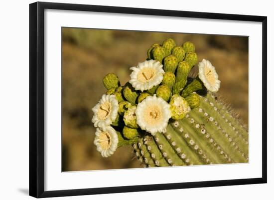 Giant Saguaro with Buds and Flowers-null-Framed Photographic Print