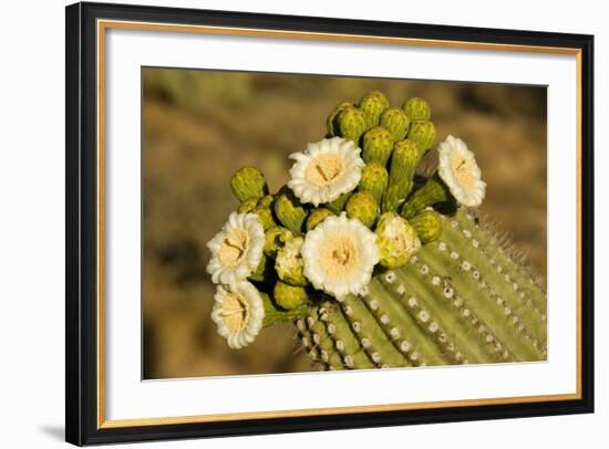 Giant Saguaro with Buds and Flowers-null-Framed Photographic Print