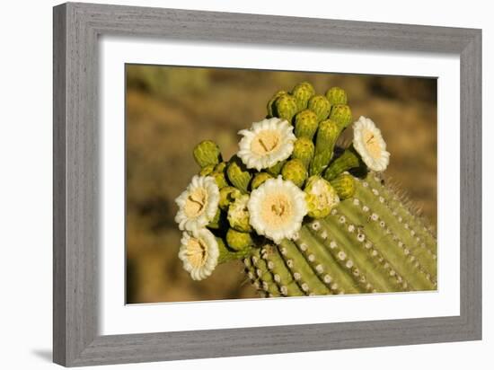 Giant Saguaro with Buds and Flowers-null-Framed Photographic Print