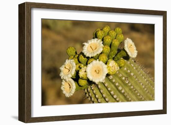 Giant Saguaro with Buds and Flowers-null-Framed Photographic Print