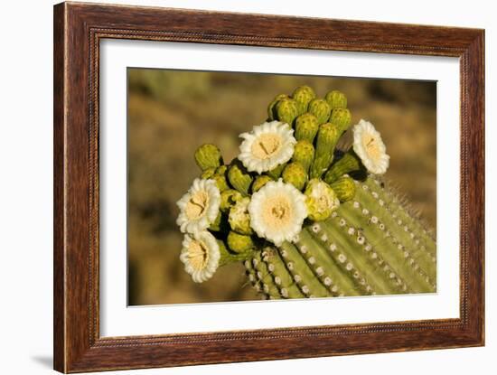 Giant Saguaro with Buds and Flowers-null-Framed Photographic Print