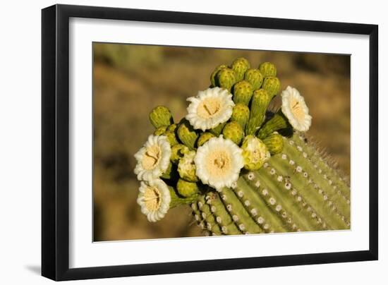 Giant Saguaro with Buds and Flowers-null-Framed Photographic Print