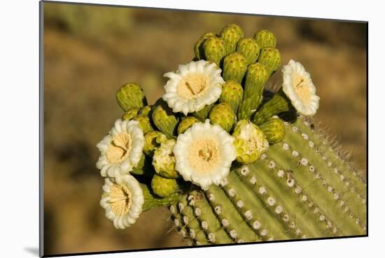 Giant Saguaro with Buds and Flowers-null-Mounted Photographic Print