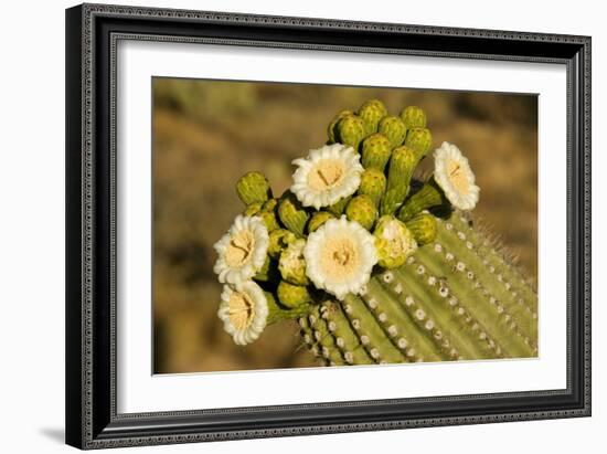 Giant Saguaro with Buds and Flowers-null-Framed Photographic Print