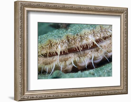 Giant Scallop (Pecten Maximus) Close Up Detail-Sue Daly-Framed Photographic Print