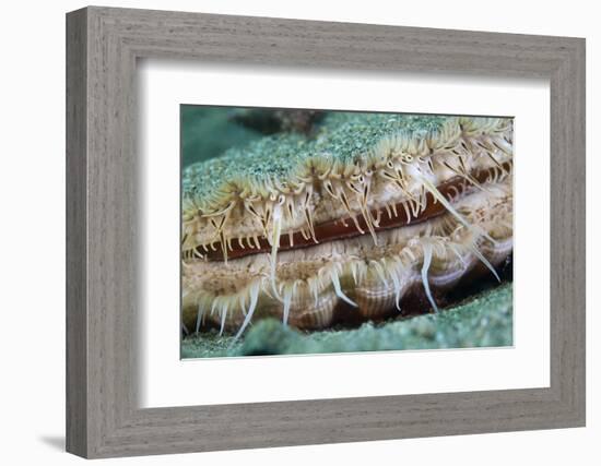 Giant Scallop (Pecten Maximus) Close Up Detail-Sue Daly-Framed Photographic Print