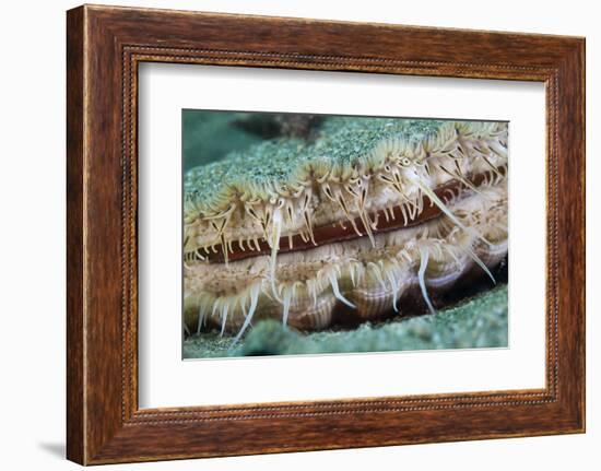 Giant Scallop (Pecten Maximus) Close Up Detail-Sue Daly-Framed Photographic Print