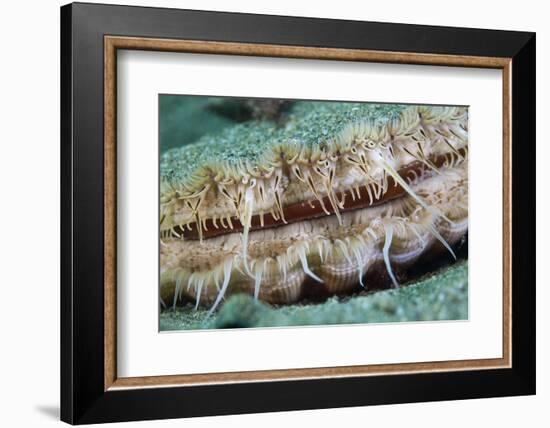 Giant Scallop (Pecten Maximus) Close Up Detail-Sue Daly-Framed Photographic Print